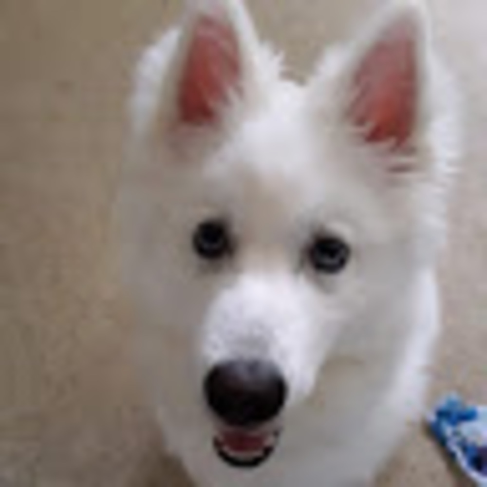 Meet your Posher, Daisy